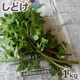 天然・天然山菜シドケ1kg(大小バラ詰め)5月中旬〜出荷予定※送料別(クール便)