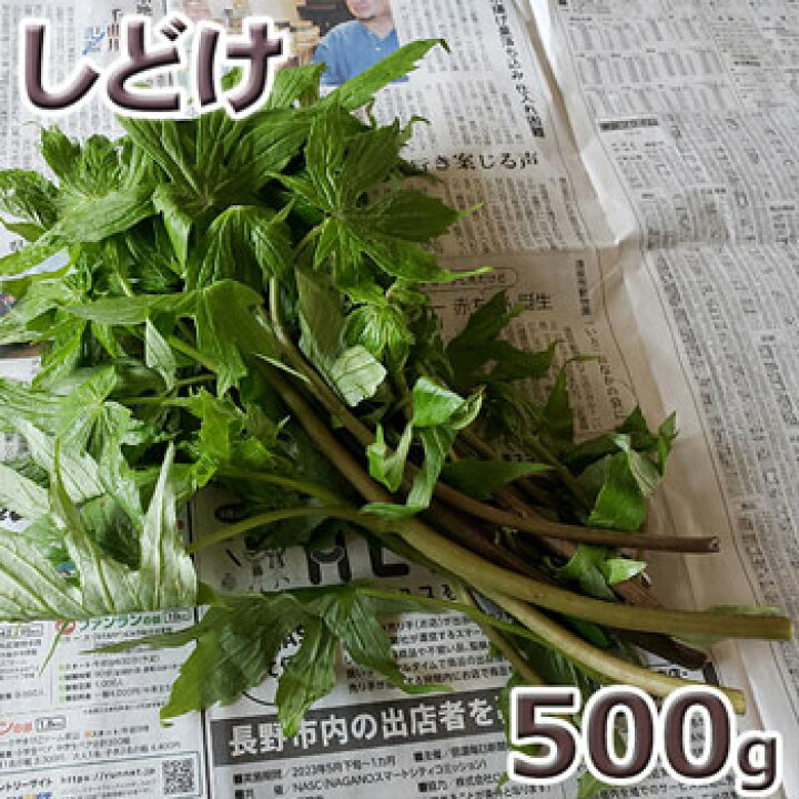 100 安い しどけ ５００ｇ トリカブトとの間違えに注意 国産 天然 採りたてを産直 ミシュラン３つ星御用達店 シドケ しどき シドキ もみじがさ モミジガサ