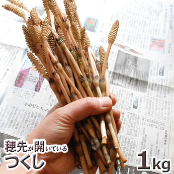 楽天市場】予約天然山菜・穂先が開いている土筆(並)1kg（大小バラ 