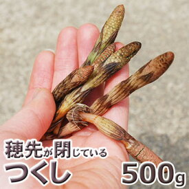 予約・天然山菜穂先が閉じた土筆（上）500g（大小バラ詰め）4月上旬〜出荷予定