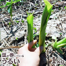 予約・天然【葉が巻いている】ウルイ 2kg(大小バラ詰め)