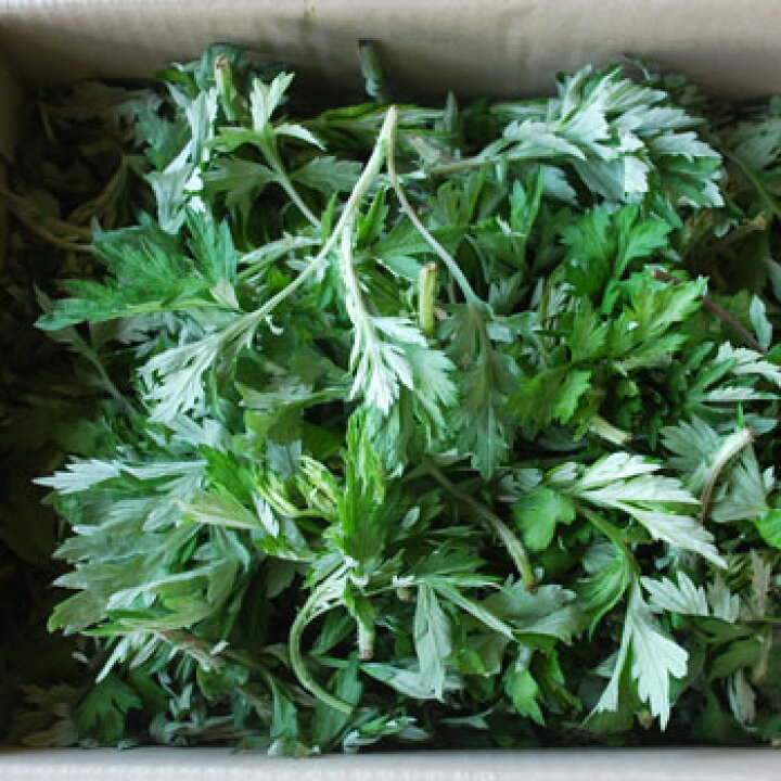楽天市場】予約天然山菜・ヨモギ500g(大小バラ詰め)5月中旬〜出荷予定※送料別(クール便) : ありがた屋NAGANO 楽天市場】予約天然山菜・ヨモギ500g(大小バラ詰め)5月中旬〜出荷予定※送料別(クール便) : ありがた屋NAGANO