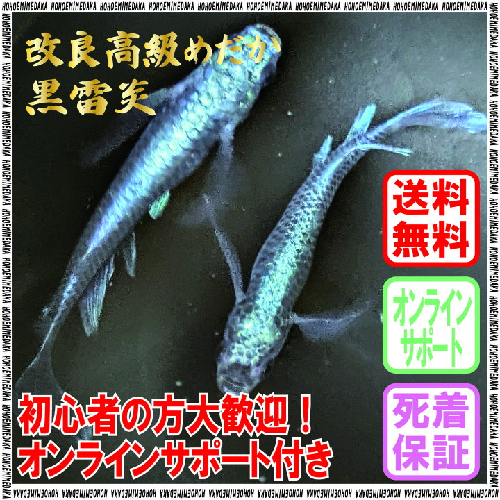楽天市場】【ペア販売】メダカ 黒雷炎 黒雷炎メダカ 観賞魚 レアカラー 