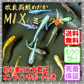 【おまかせミックス】（レッド・ブルー・シルバー・ブラック・ホワイト等からランダム）改良 めだか MIX 高級 品種 ミックス 厳選人気品種セット 元気な国産めだか直送 金魚すくい 観賞用 最適 初心者 安心 水槽 ビオトープ メダカ ペット 10匹 20匹 30匹 50匹 屋外飼育