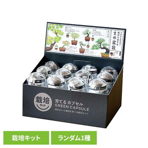 ĂJvZ ܂ߖ~ GD-954͔|Lbg ͔|Zbg ~ V| SEISHIN ~j~ BONSAI K`  gt PL