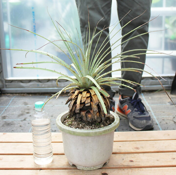 楽天市場】【現品・現物】【超希少品種】プヤ・ベルテロニアナ(Puya 