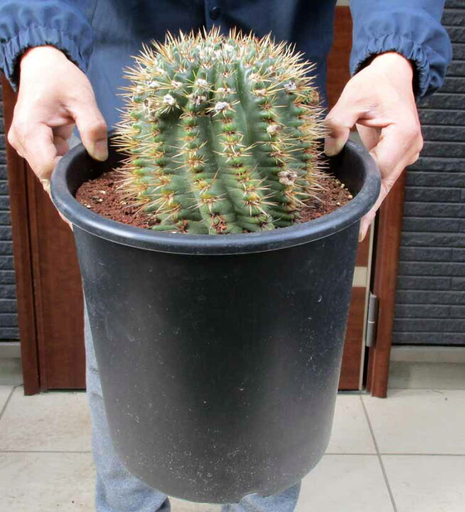 楽天市場】☆【現品・現物】サボテン・獅子王丸 サボテン 