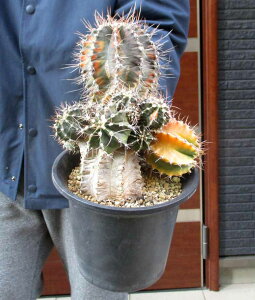 yizT{eEMmJEE@ꉲOсiЂڂɂj@56D