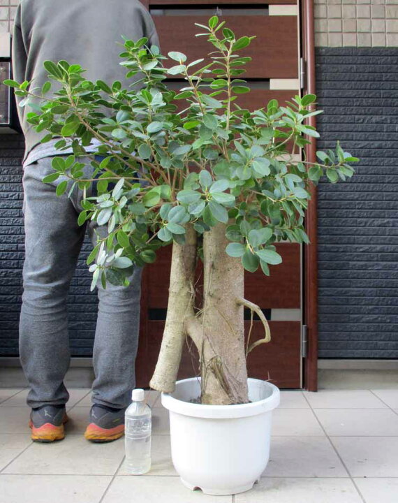 楽天市場】【現品・現物】パンダガジュマル （ぱんだ  