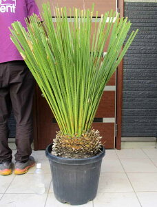 yiEz_VIE~LlVX@劔@12@@5Fԁ@bNK[f@hCK[f