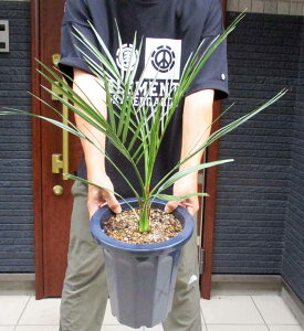 yiEzJi[V@JiV@q̖؁@V̖؁@ʖFtFjbNX@8@E8