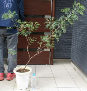 ^ɂēwł܂yiEzOrAERRibcACX@OrAERRibcACX@8@B7