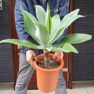 yizAKxEAei[^@8@X7ԁ@^@ϗtA@AKx@CeAO[@X