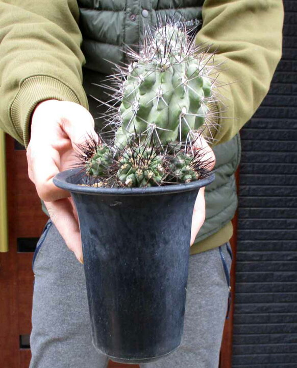 楽天市場】【現品・現物】Copiapoa marginata サボテン・コピアポア 