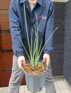 yiEzXg`AEm[t(Xg`AEPAjiXg`AEm[tj8@2Xԁ@Xg`AI[KX^̏t