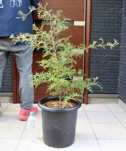 yiEzOrAEuYo[@grevillea Bronze Rambler@10vXeBbN@2