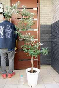 yiEzR[XgoNVAioNVAECeOtHAj10@S8