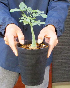 yiEz򍪐AiR[fbNXjFAfjAEOEJ@4@TDԁiʖFQ`EJYjij