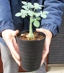 �y���i�E�����z�򍪐A���i�R�[�f�b�N�X�j�F�A�f�j�A�E�O���E�J�@4���@SR�ԁi�ʖ��F�Q���`���E�J�Y���j�i����������j