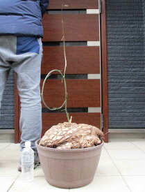【現品・現物】夏型塊根植物　メキシコ亀甲竜（キッコウリュウ）12号　H7番