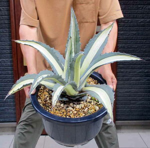 yiEz^IAKxAJ[iAfBIsN^Ao@،(PSj12@4