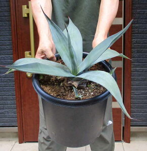 AKxEEGx[iEFx[jAgave weberi. ʖ _@i㗖j9@Z7ԁ@AImE[ĉ悤ȊǗ̂₷AKxłB@bNK[f@hCK[f