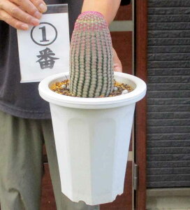 荢@^TCYyzGLmPEX rXskX Echinocereus rigidissimus z@6@12ԁ@ii ϗtA ϗt A A   A  A  JN^X 