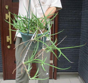 yiEzTZxAELuEFbW@TXxAELuEFbW@sansevieria chiv wedge7@GR