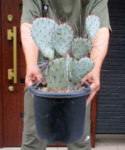 �y���i�E�����z�T�{�e���E�I�v���`�A�E�A�Y���A�@7���@3X�ԁ@���b�N�K�[�f���@�h���C�K�[�f����