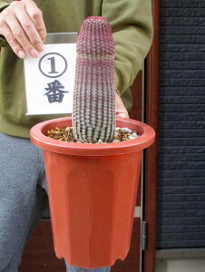 荢@^TCYyzGLmPEX rXskX Echinocereus rigidissimus z@7@12ԁ@ii ϗtA ϗt A A   A  A  JN^X 