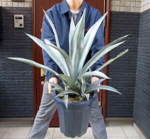 yizAKx AJ[i IAnPVX (IAnZVX) AKxEAJiώIAnPVXiA.americana var.oaxacensisj@10@5K