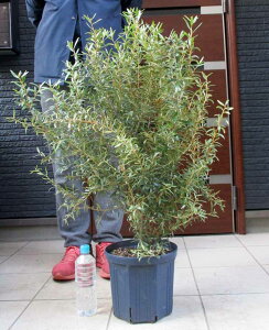 yiEzOrAErbObh@OrAErbObh@@OBAErbObh@Grevillea@bigred@8@2F