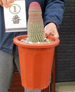 荢@^TCYyzGLmPEX rXskX Echinocereus rigidissimus z@7@12ԁ@ii ϗtA ϗt A A   A  A  JN^X 