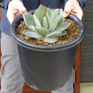 yiEzyzparryi truncara/p[ gJ[^igJ[^j@iAKx@g˓V@p[ip[Bjj8@JSԁyϗtAEAE󏭁EAEEvň