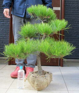 �y���i�E�����z�����i����܂j�i�N���}�c�j�����@��C�ԁ@��^�@���O�A���@�@�y��؁E���뉀�E�a���ɂ��m���ɂ��E�K�[�f���z