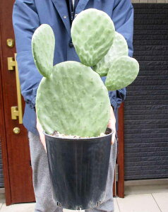 �y���i�E�����z�c��T�{�e���E�o�[�o���N�@�i�o�[�o���N�E�`���T�{�e���j7���@F8�ԁ@���b�N�K�[�f���@�h���C�K�[�f���ɂ���������