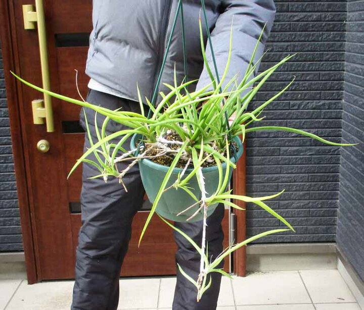 楽天市場】☆【現品・現物】サンセベリア・キブウェッジ サンスベリア 