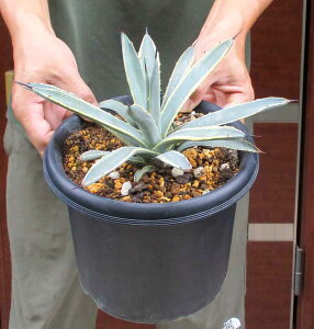 yiEzAKxE}NAJTEoGK[^@̃}NAJT@6@i}NAJ^XjA9