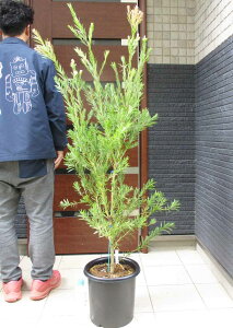 yiEzJXeEh[\o[ uVmL iJXeEL|EWjCallistemon speciosus@9@D8ԁ@I[W[vc@lCeBuvc