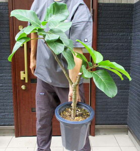 yiEztBJXEAtJvX@ficus african prince@8@C