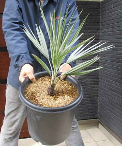 yiEzuwAEA}[^@9@5ԁ@V̖؁@q̖