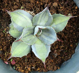 yiEzAKx@g˓V@p[EoGK[^@ip[Bj6@A5ԁyϗtAEAE󏭁EAErU[vcEvňĂ₷E^z