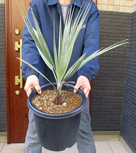 yiEzuwAEA}[^@9@BRԁ@V̖؁@q̖