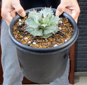 yiEzAKxE`^m^EtBO[@Agave titanota 'Filigree'@7@B22