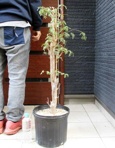 �y���i�z�f���j�N�X�E�f�J���[�@Delonix decaryi�@�y�򍪐A���@�{�g���c���[�@�R�[�f�b�N�X�z10���@4T�ԁ@�~�͗��t���܂�