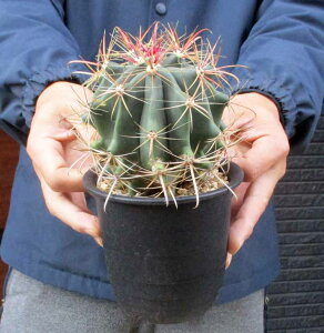 yiEzT{eFtFJN^X@̊iCJEj4@1