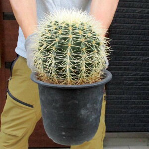 サボテン 金鯱の通販 価格比較 価格 Com