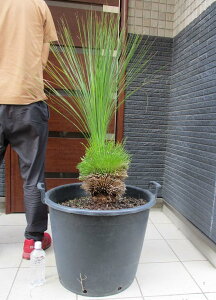 �y���i�E�����z�����ǂ������Ă��܂��@�N�T���g���G�A�E�O���E�J�@xanthorrhoea glauca�@�ʏ́F�u���b�N�{�[�C(Black boy)�@�O���X�c���[�@�@17�������@f5�� �N�T���g���G�A(�U���\���G�A)�E�O���E