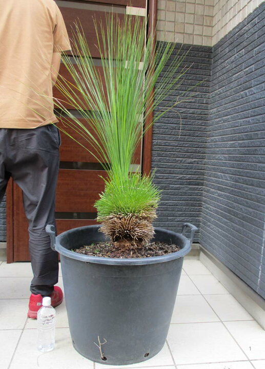 楽天市場 現品 現物 根が良く張っています クサントロエア グラウカ Xanthorrhoea Glauca 通称 ブラックボーイ Black Boy グラスツリー 17号相当 ｆ５番 クサントロエア ザンソロエア グラウカ 松や植物園 楽天市場支店