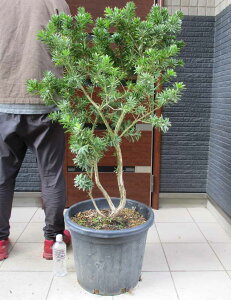 【現品・現物】矮性 キンポウジュ・カリステモン・リトルジョン Callistemon citrinus Little John(金宝樹・ブラシノキ)15号 AR番 オージープランツ ネイティブプランツ 日時指定できません